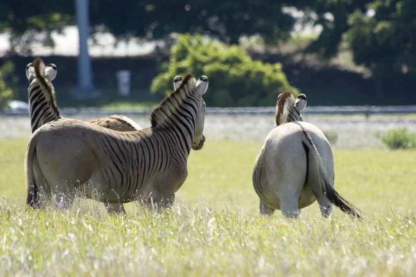 Quagga Квага Квагга